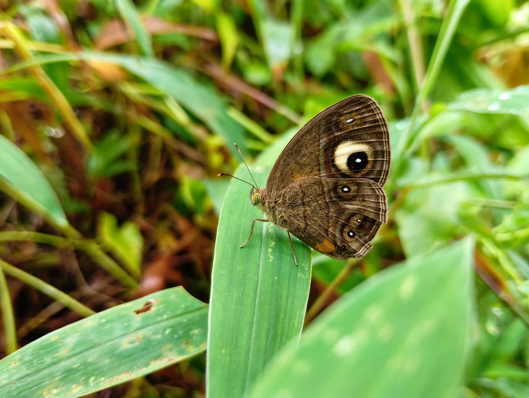 Malabar Glad-Eye Bushbrown