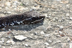 Agkistrodon russeolus