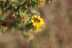 Apis mellifera