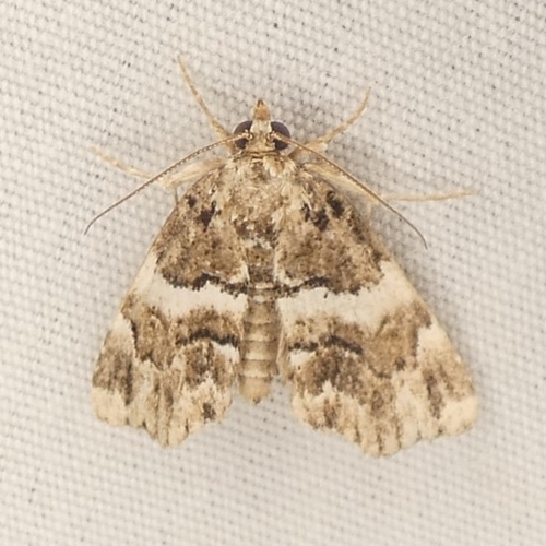 Distinguished Cypress Owlet Moth photo 2