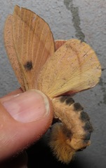 Adeloneivaia subangulata