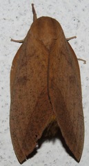 Adeloneivaia subangulata