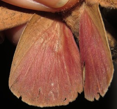Adeloneivaia subangulata