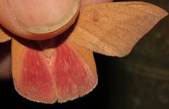 Adeloneivaia subangulata