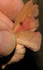 Adeloneivaia subangulata