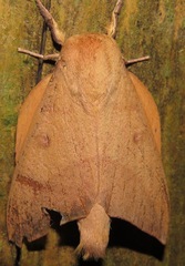 Adeloneivaia subangulata