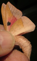 Adeloneivaia subangulata