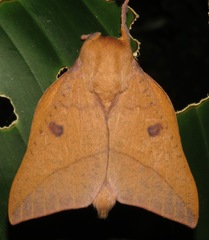 Adeloneivaia subangulata