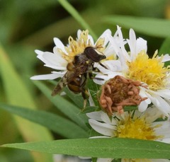 Copestylum tamaulipanum