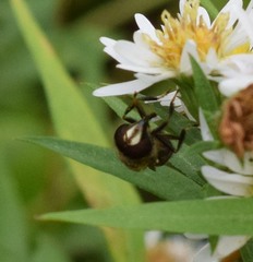 Copestylum tamaulipanum