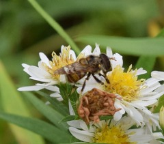 Copestylum tamaulipanum