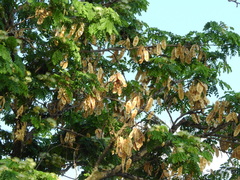Albizia lebbeck