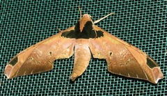 Adhemarius ypsilon