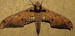 Adhemarius tigrina