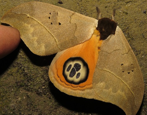 Automeris falco
