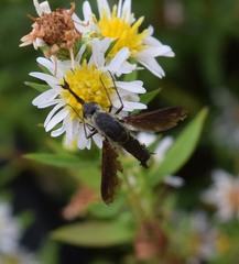 Lepidophora lepidocera