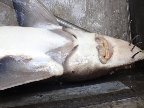 Siberian sturgeon (Acipenser baerii) — Acipenseridae — 3