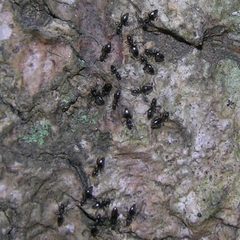 Technomyrmex albipes