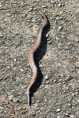 Agkistrodon russeolus