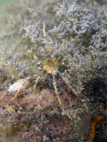 Representative image of Nolellidae