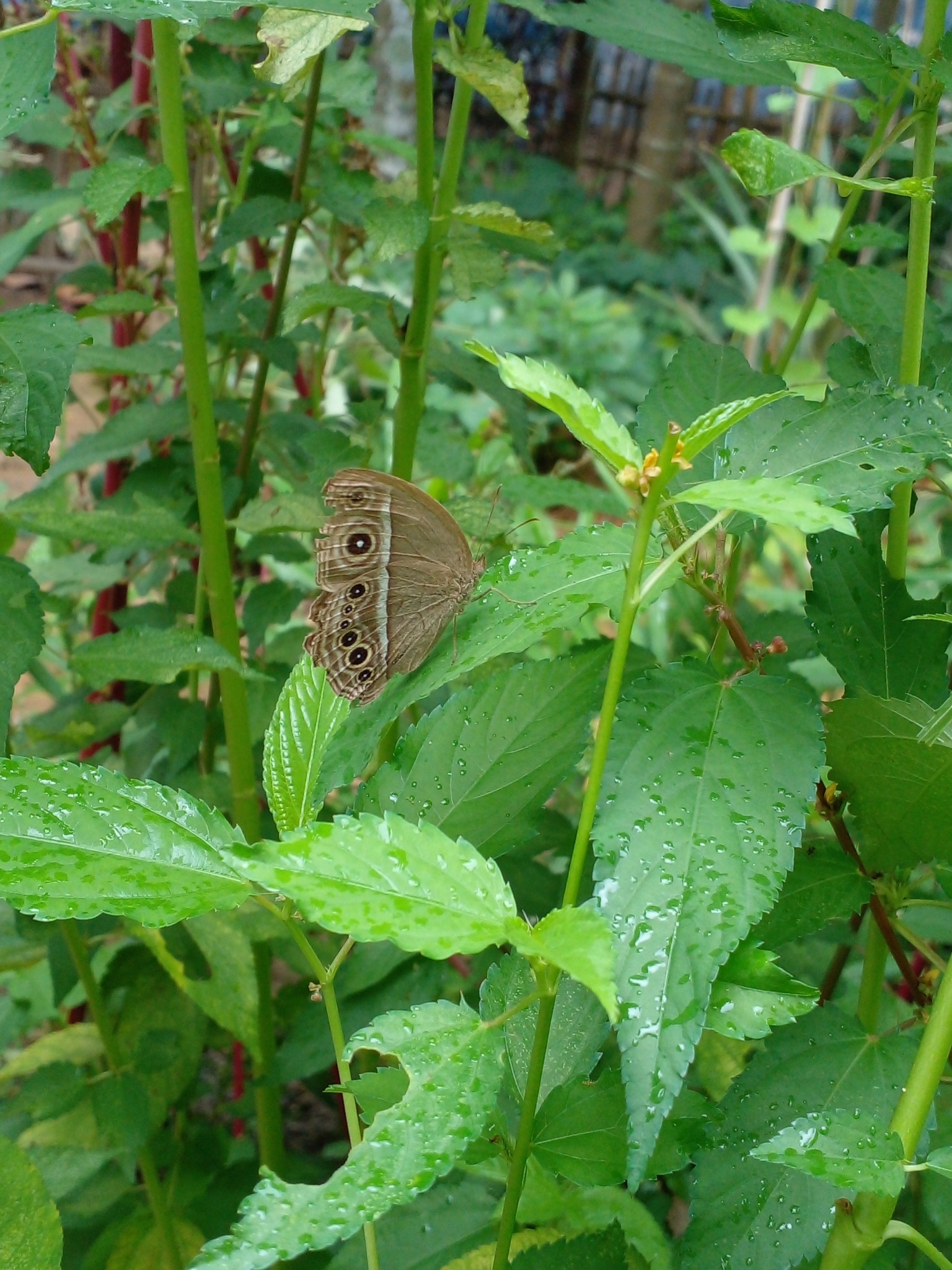Dark-Branded Bushbrown