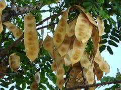Albizia lebbeck