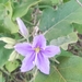 Solanum houstonii - Photo (c) douglas_moore,  זכויות יוצרים חלקיות (CC BY-NC)
