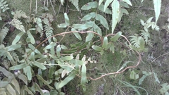 Lygodium articulatum