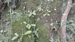 Lygodium articulatum