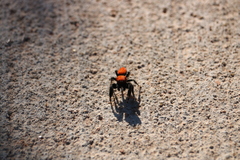 Phidippus cardinalis