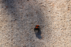 Phidippus cardinalis