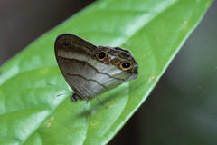 Euptychoides laccine