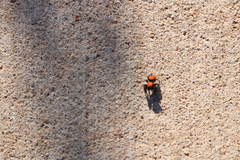 Phidippus cardinalis
