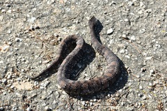 Agkistrodon russeolus