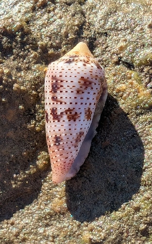 Conasprella ximenes observed 2025-07-25
