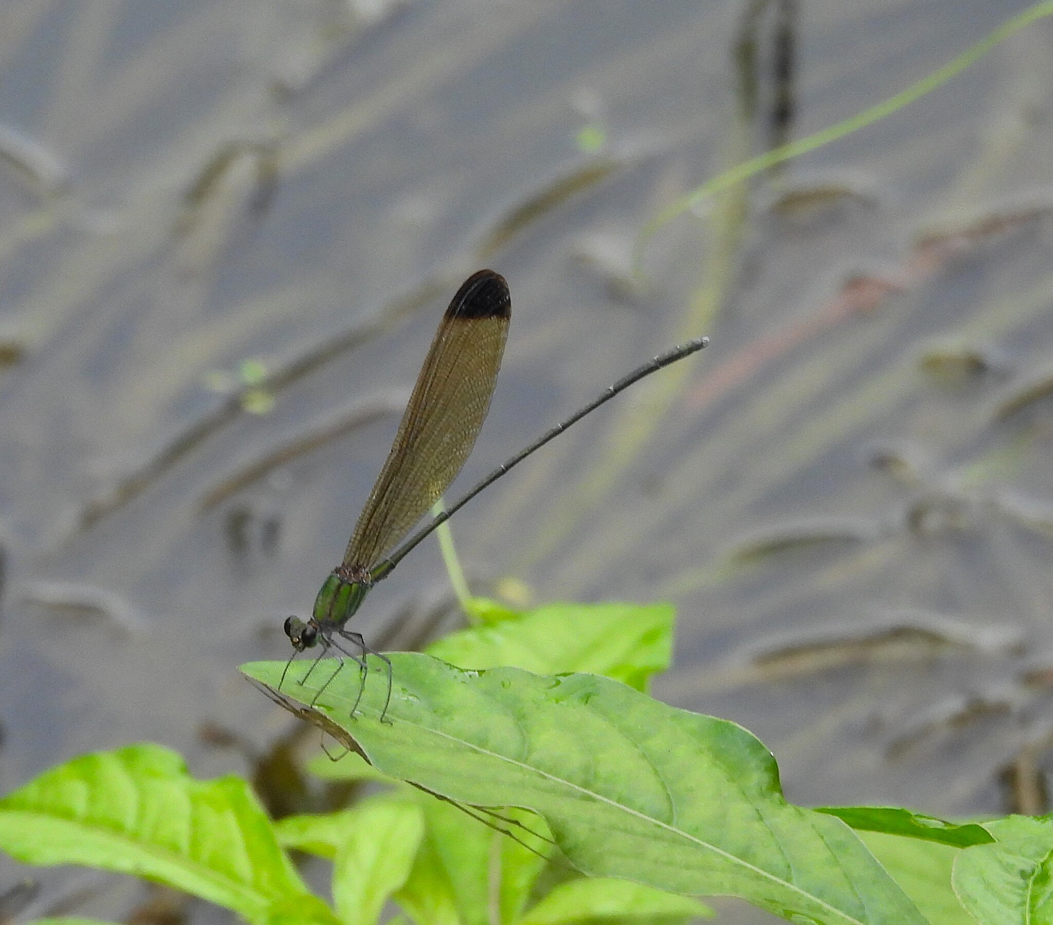 Black-Tip Flashwing