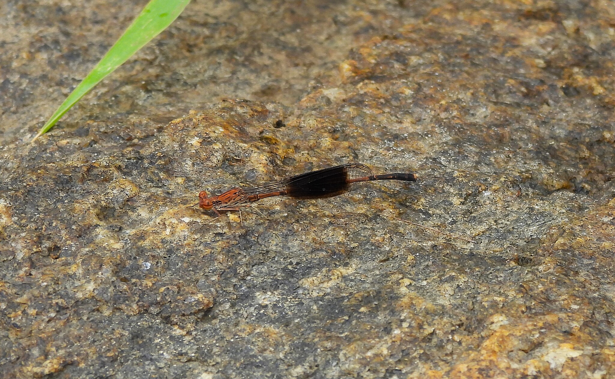 Orange-Striped Threadtail