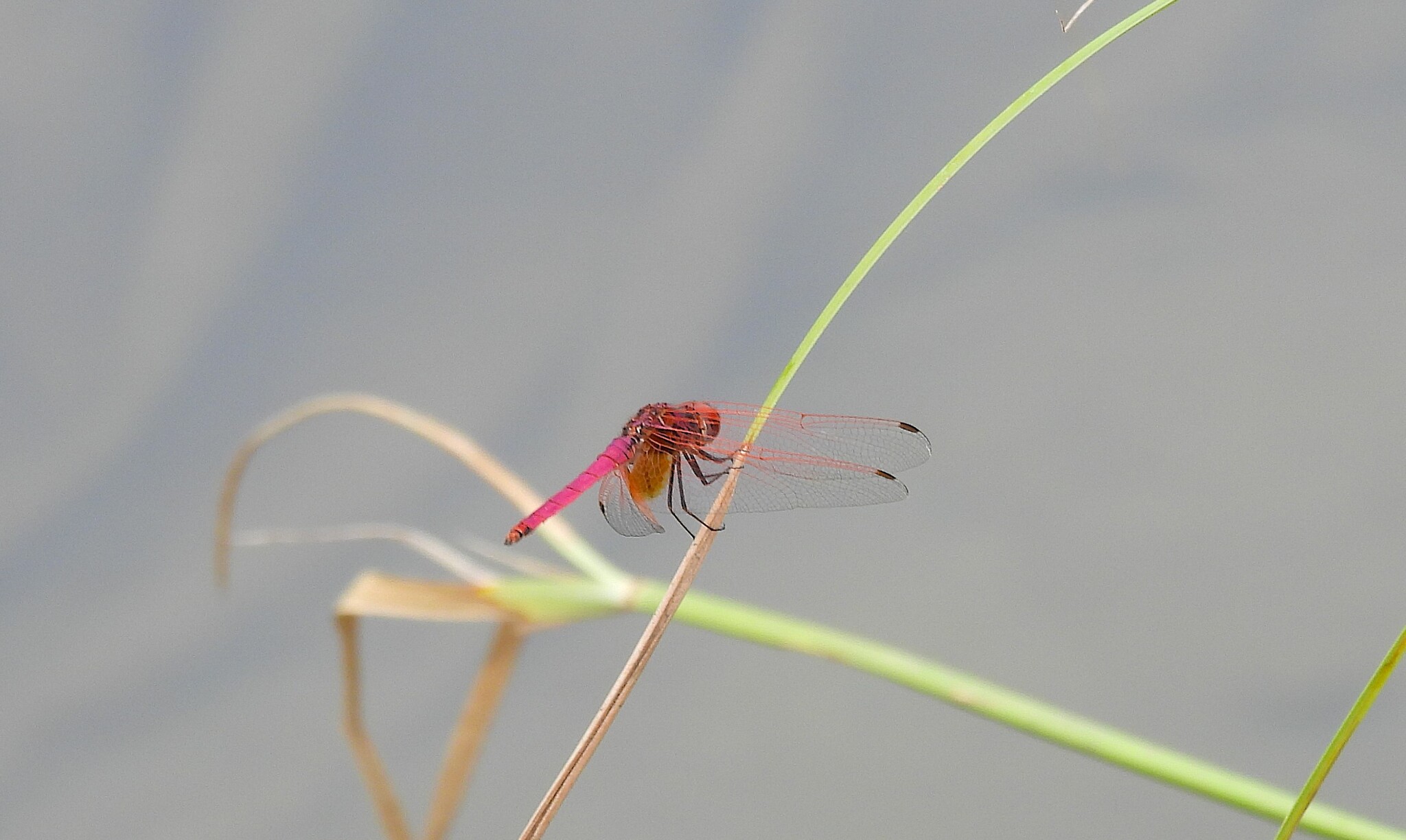 Crimson Marsh Glider
