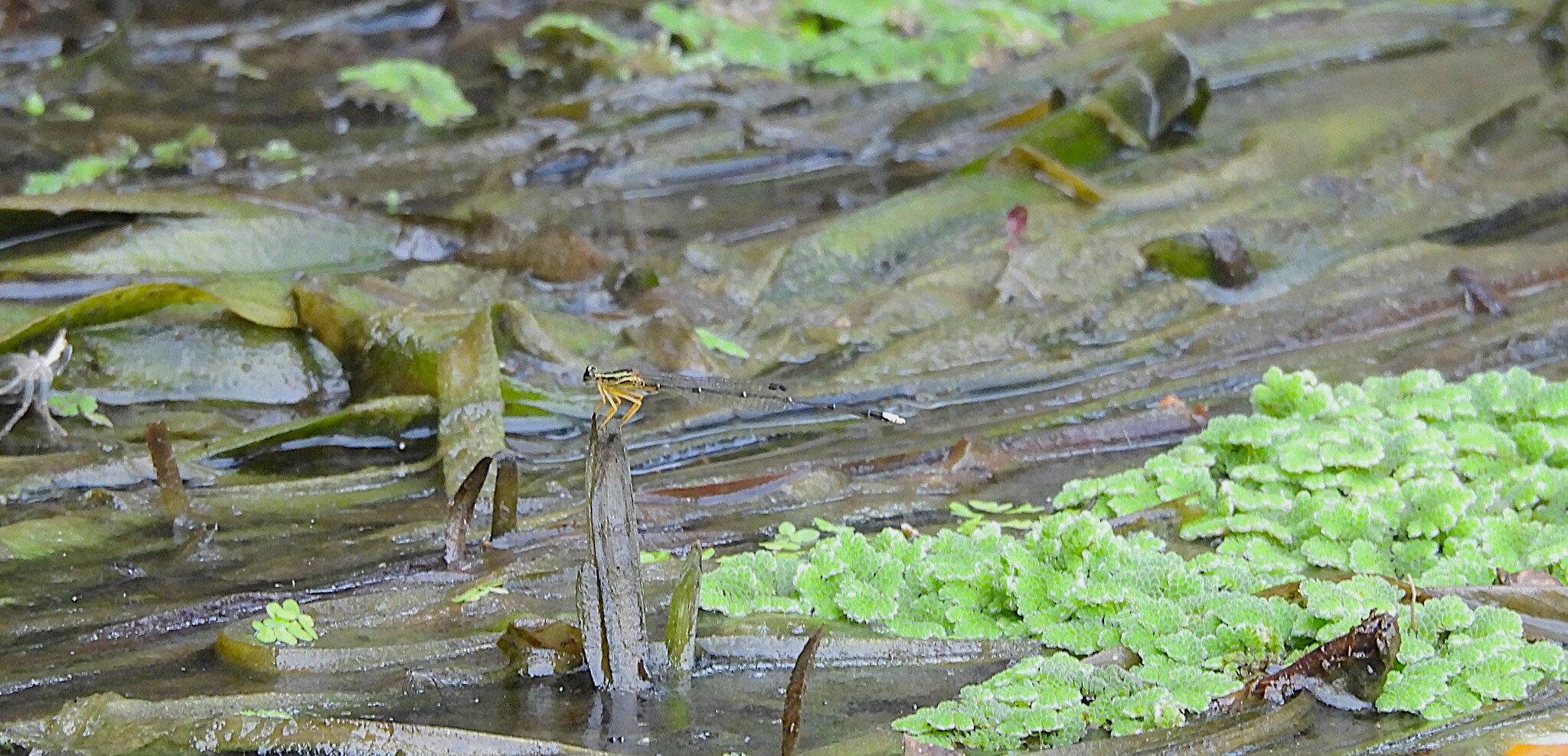 Yellow Featherleg