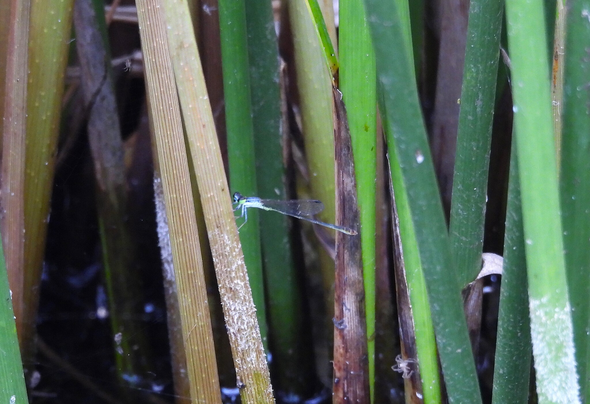 Pygmy Dartlet