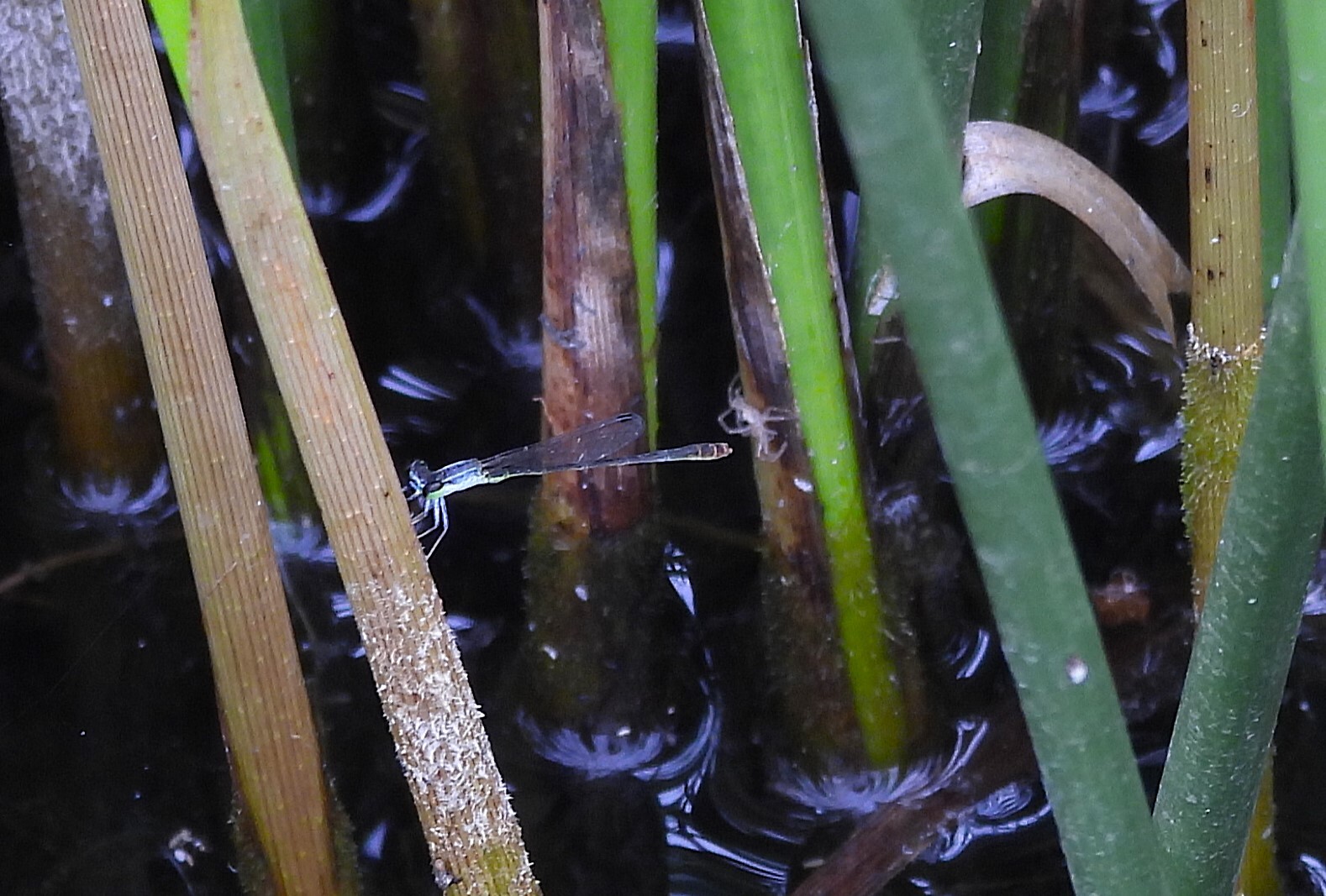 Pygmy Dartlet
