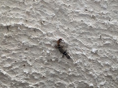 Sphaerodactylus glaucus