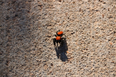 Phidippus cardinalis