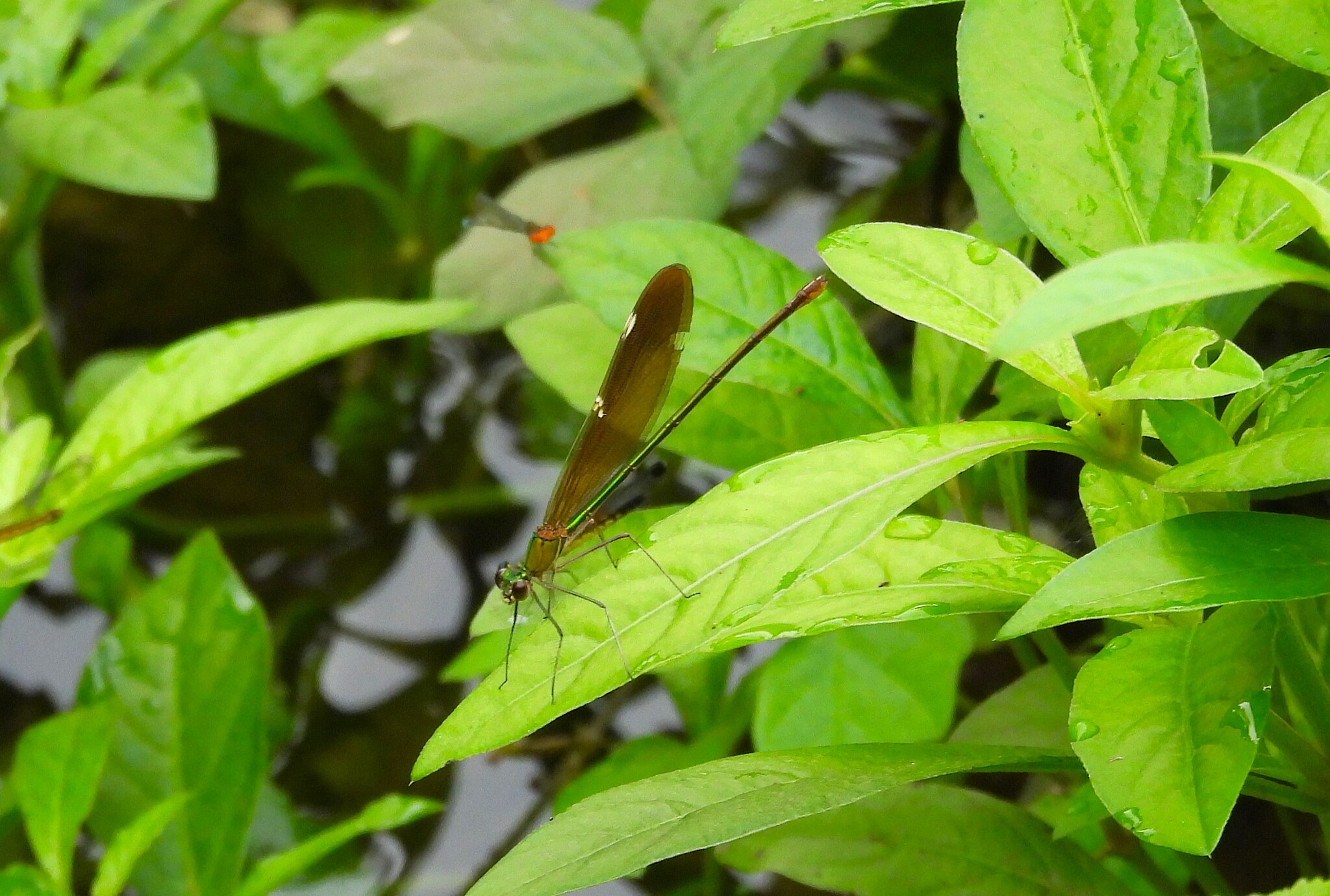 Green Metalwing
