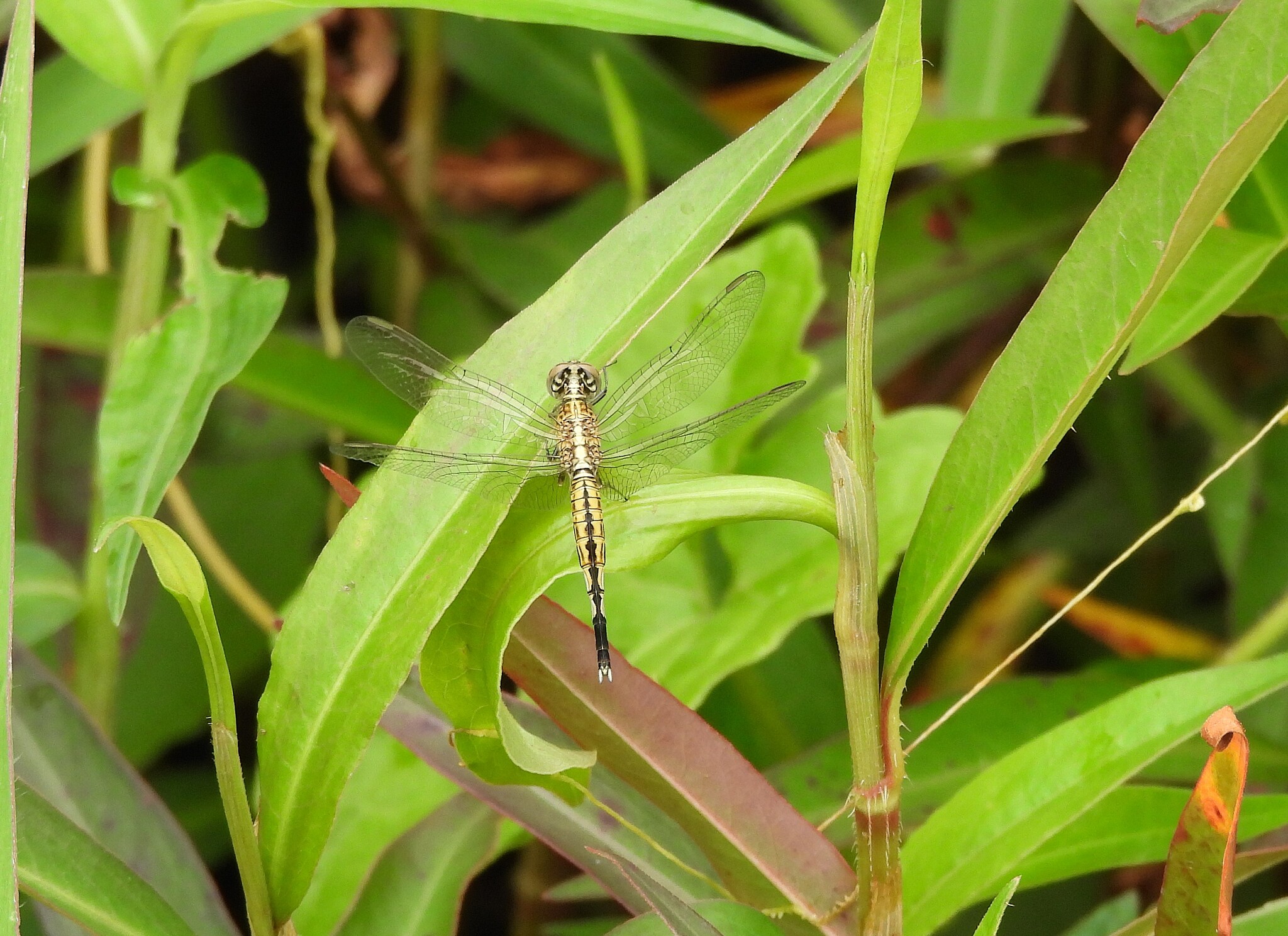 Trumpet-Tail