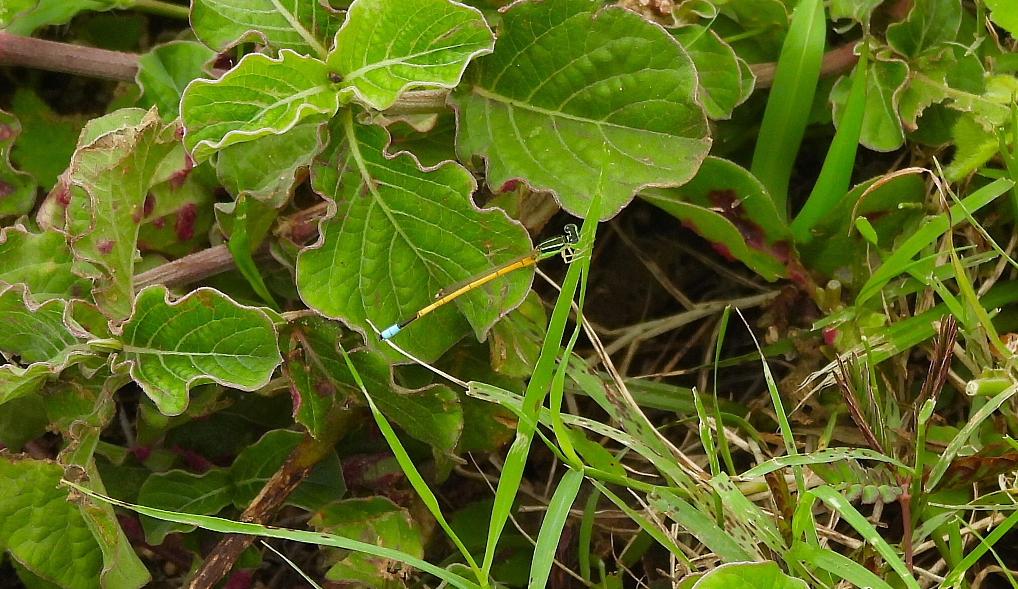 Golden Bluetail