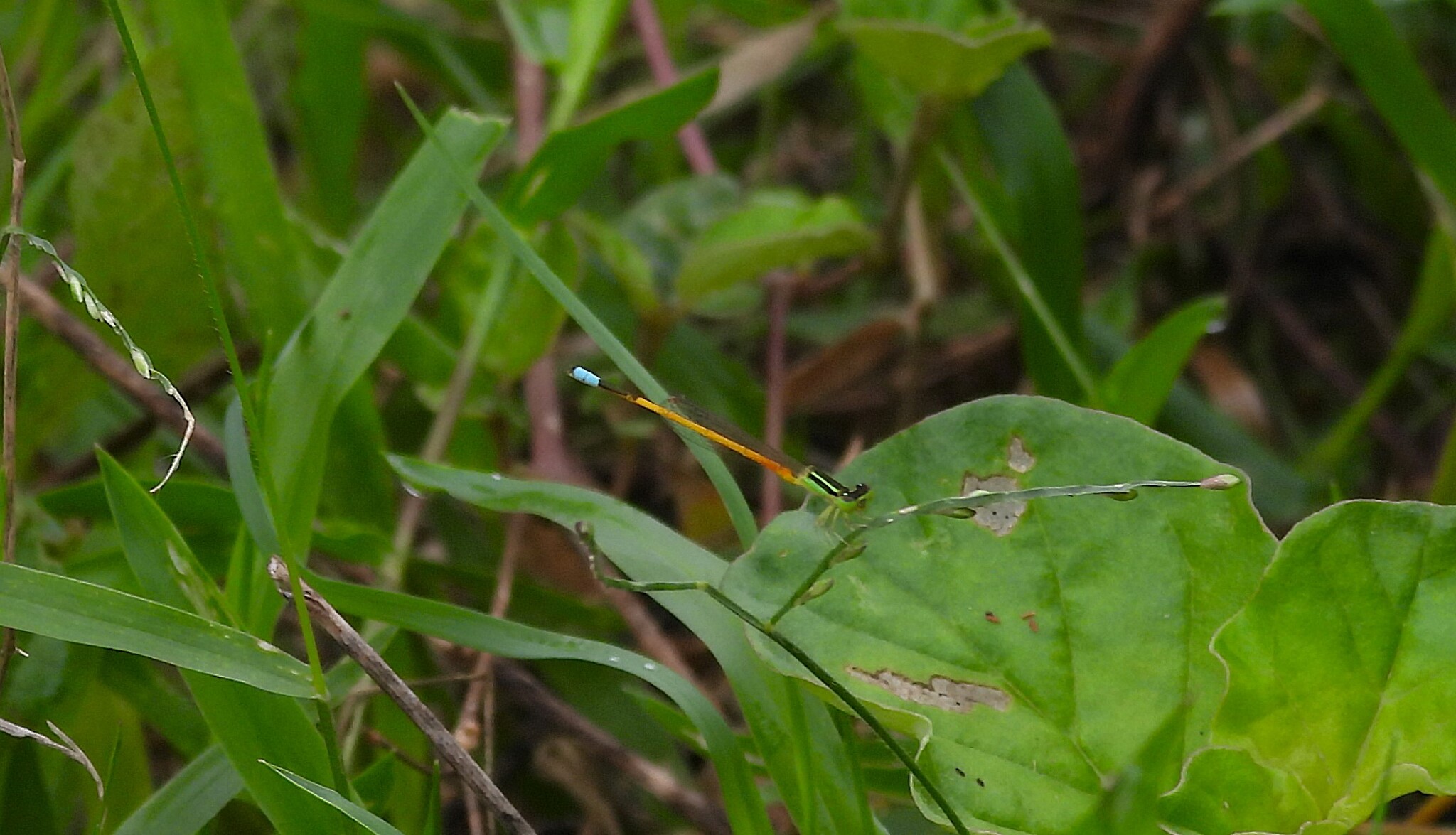 Golden Bluetail