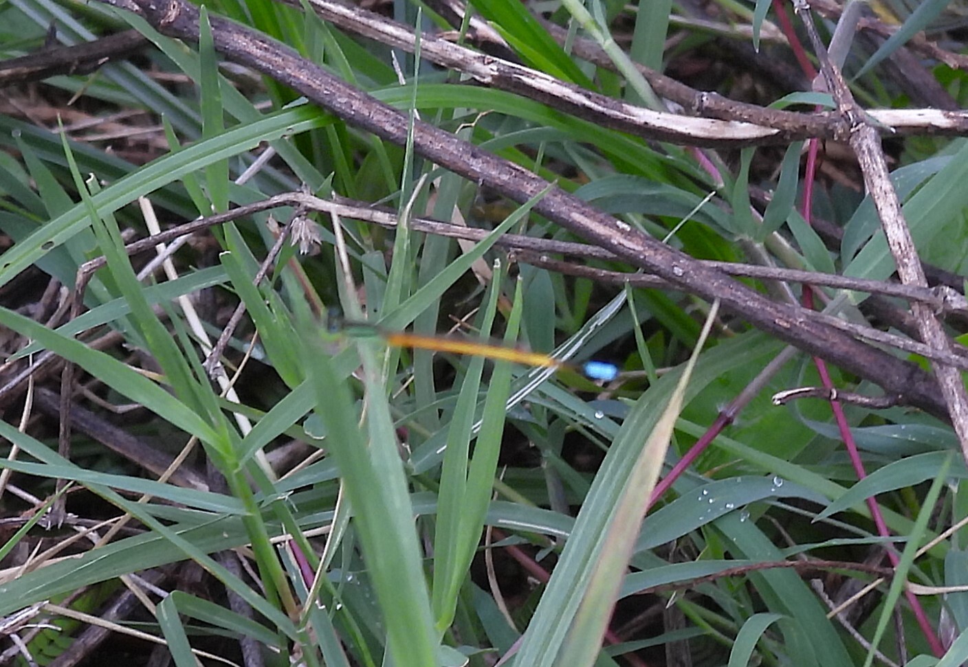 Golden Bluetail