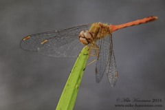 Sympetrum vicinum