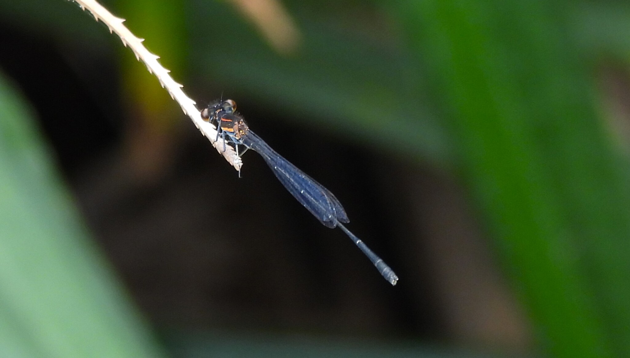 Orange-Striped Threadtail